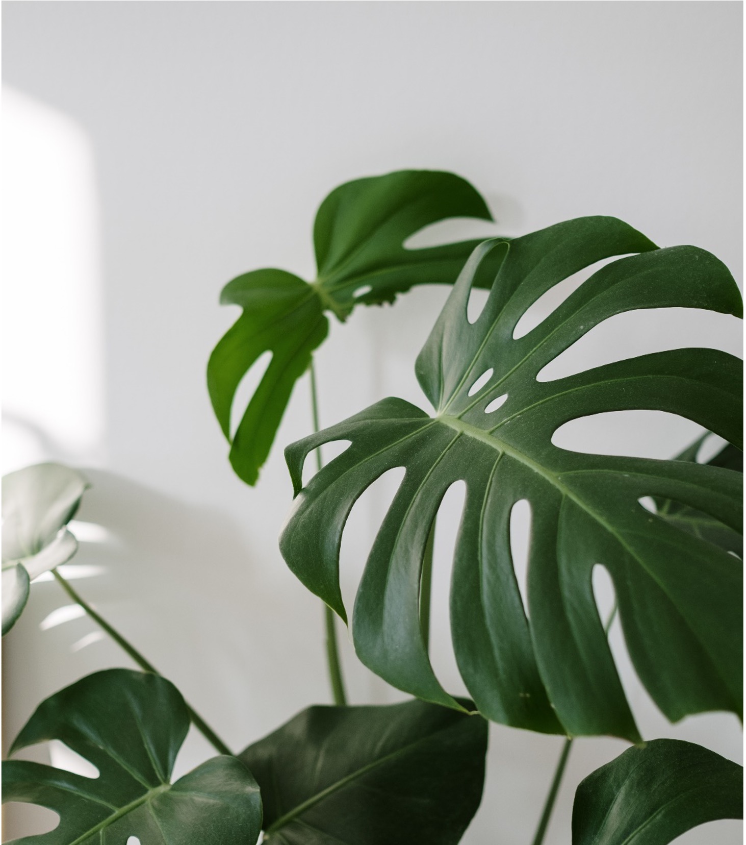 plant-hattricl